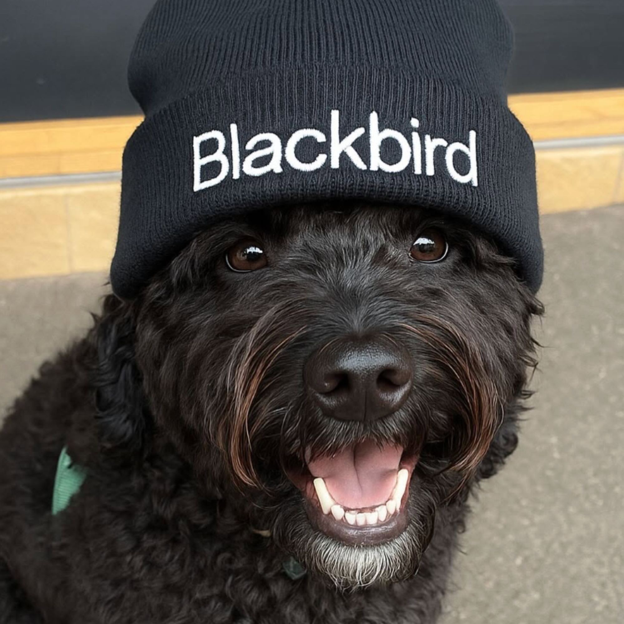 A dog wearing a black Blackbird beanie